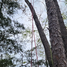 Tree-Removal-in-Seneca-SC-Expert-Service-by-4-Seasons-Lawn-Service 1